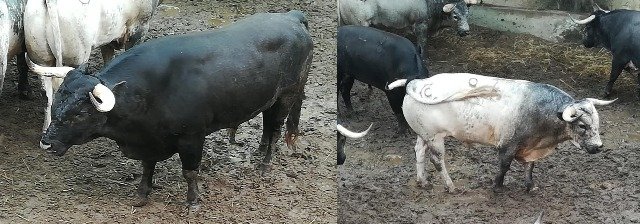 lote emilio montdemarsan