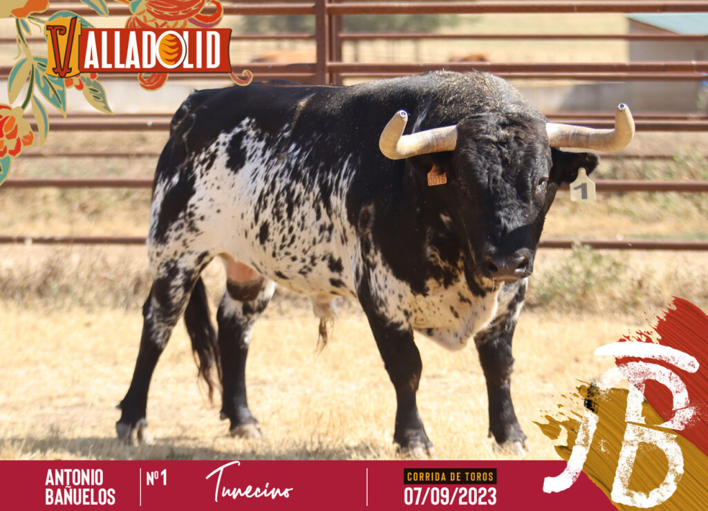 toros de atonio bañuelos para valladolid 2023