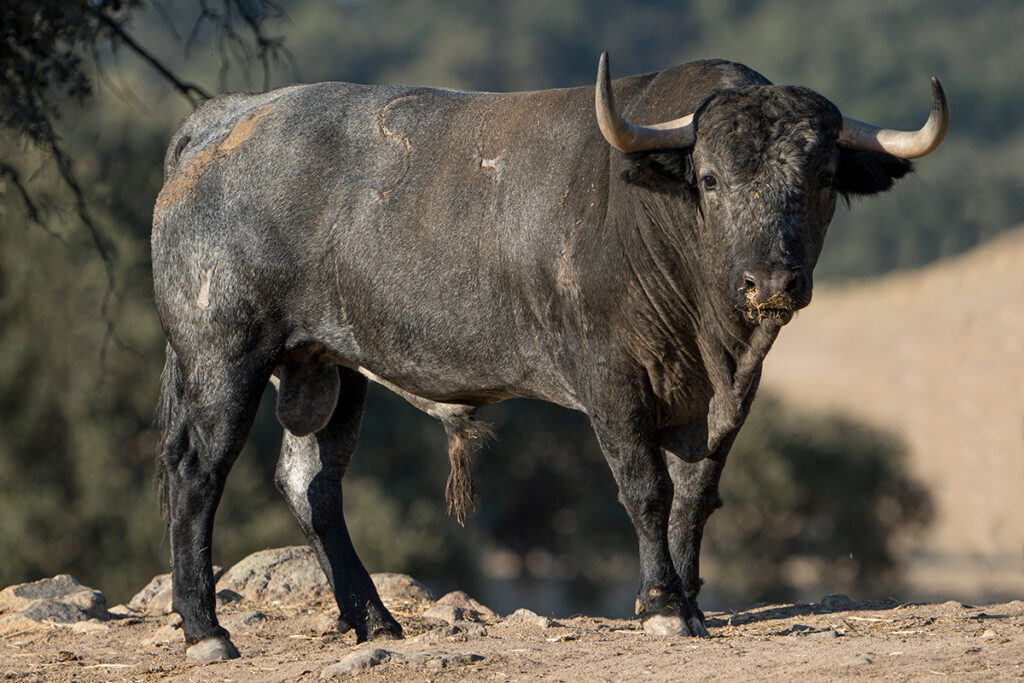 Los toros de Adolfo Martín para Arenas de San Pedro