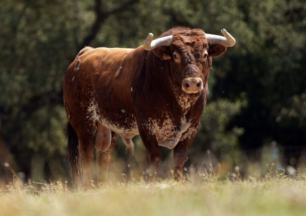 toro-penajara-soria-2026