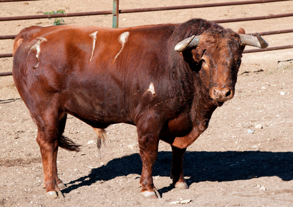 toro-corella-2026-03