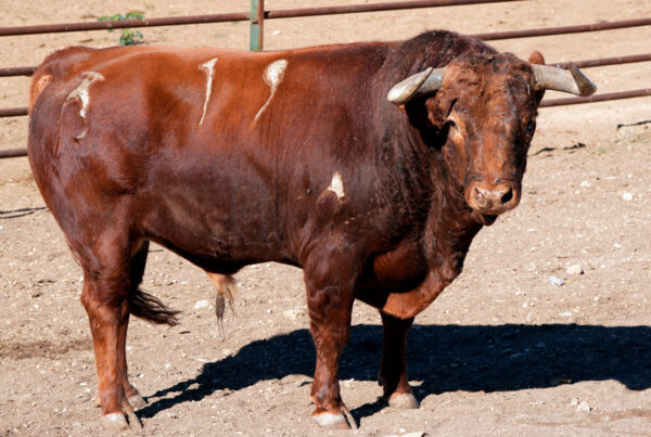 toro-corella-2026-03