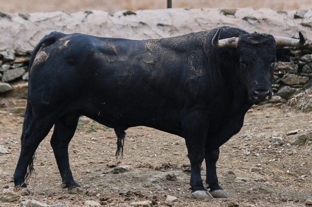 toros el parralejo jaen 17 octubre 2026