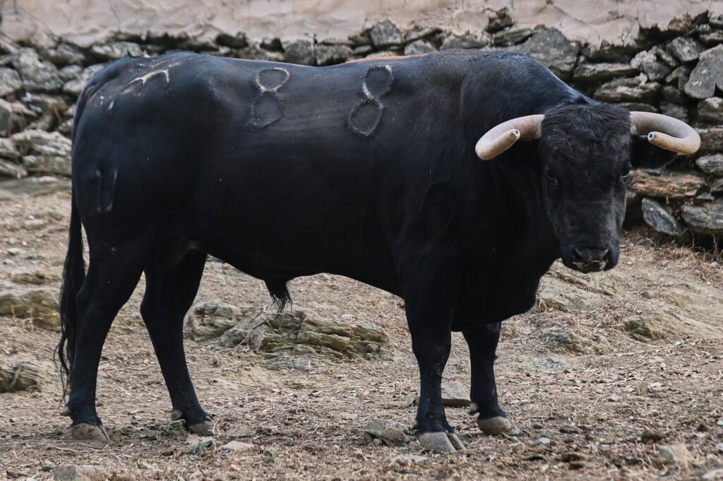 toros el parralejo jaen 17 octubre 2026