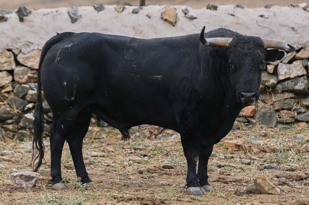 toros el parralejo jaen 17 octubre 2026