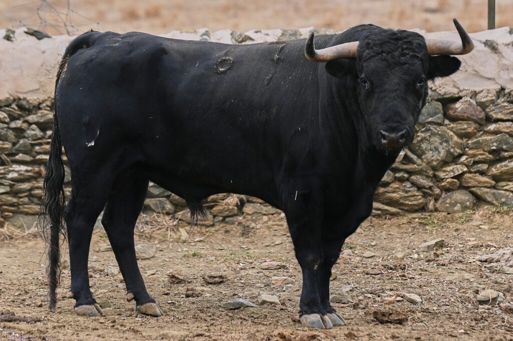 toros el parralejo jaen 17 octubre 2026