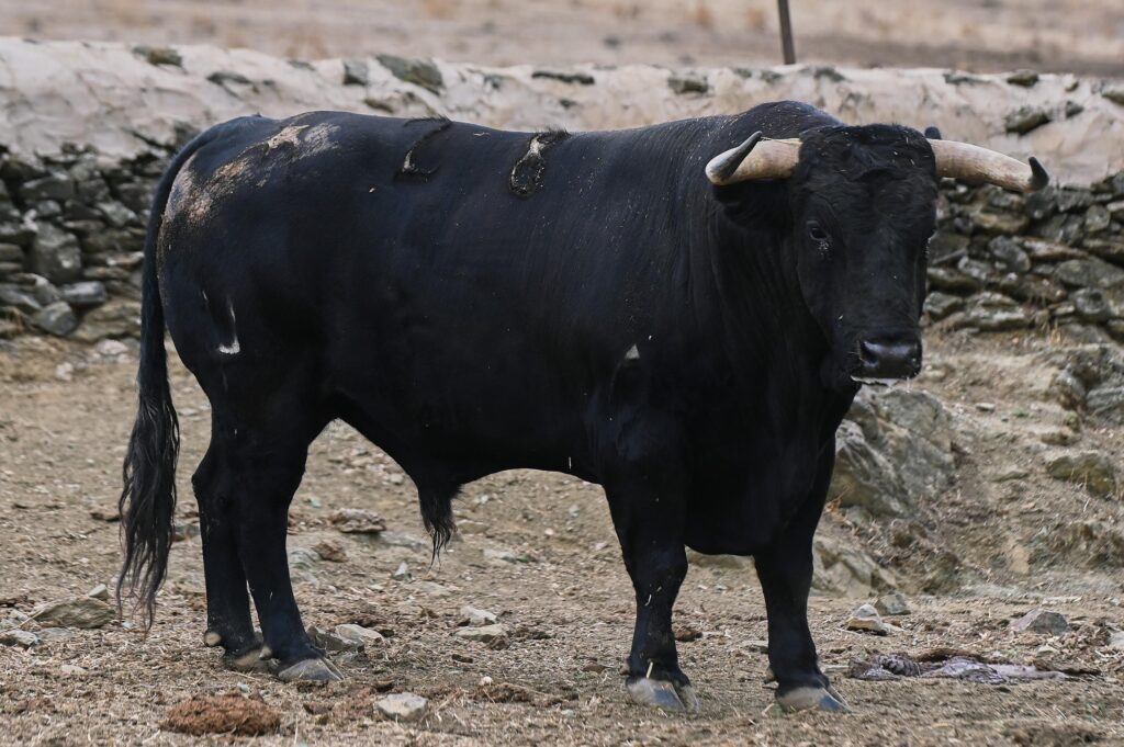 toros el parralejo jaen 17 octubre 2026