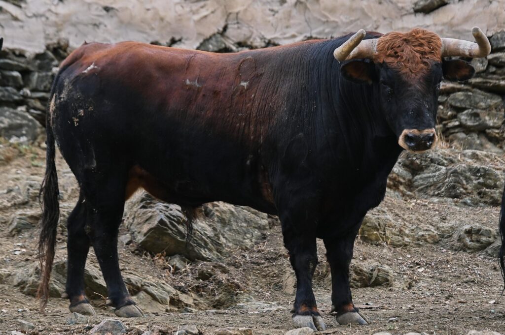 toros el parralejo jaen 17 octubre 2026