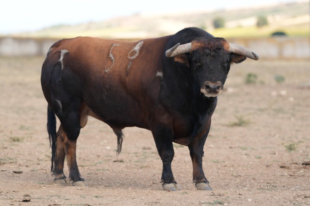 Toros de Antonio Bañuelos para Baeza 2026