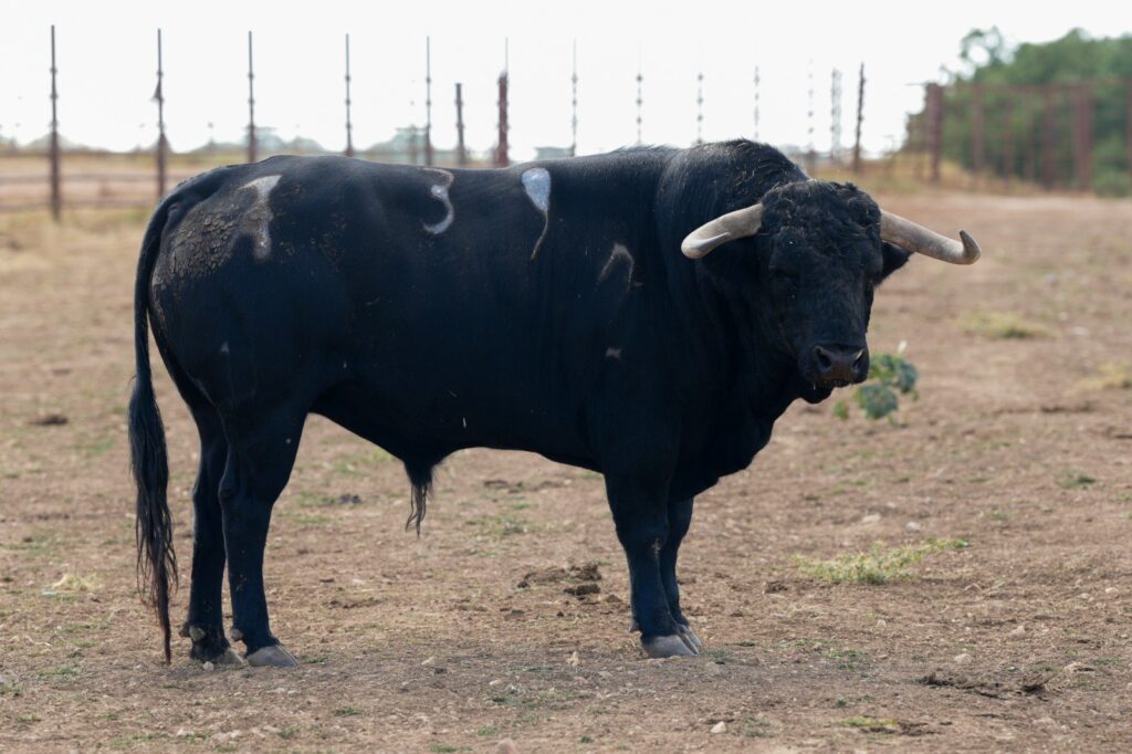 Toros de Antonio Bañuelos para Baeza 2026