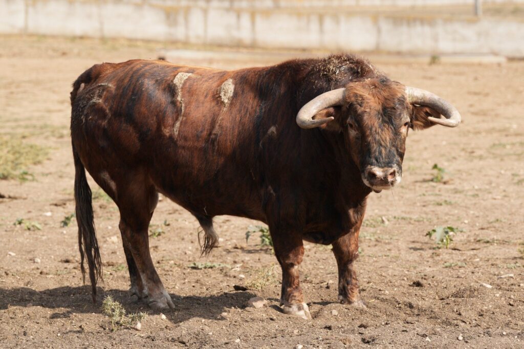 Toros de Antonio Bañuelos para Baeza 2026
