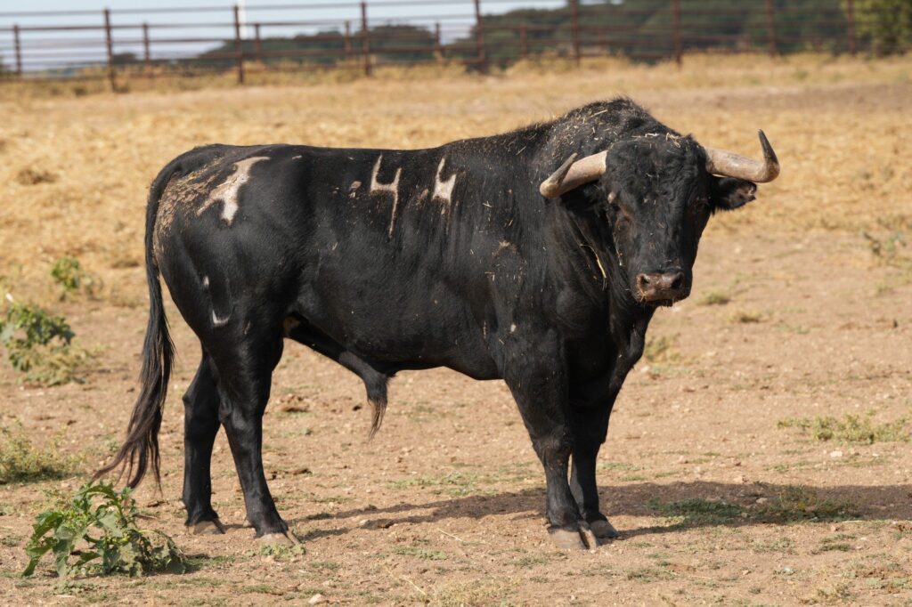 Toros de Antonio Bañuelos para Baeza 2026