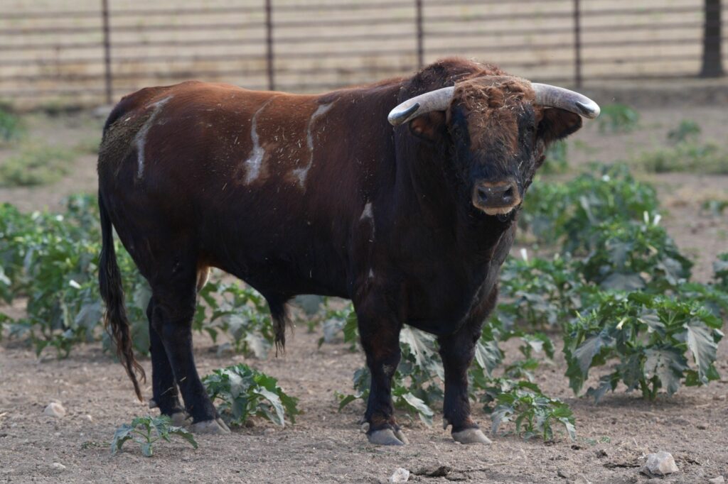 Toros de Antonio Bañuelos para Baeza 2026