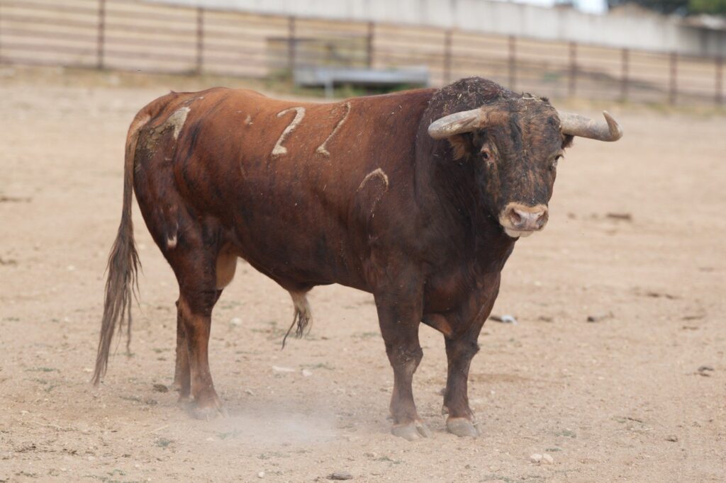 Toros de Antonio Bañuelos para Baeza 2026