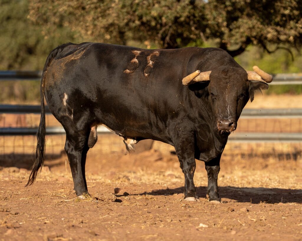 Toros de Araúz de Robles para Utiel 2026