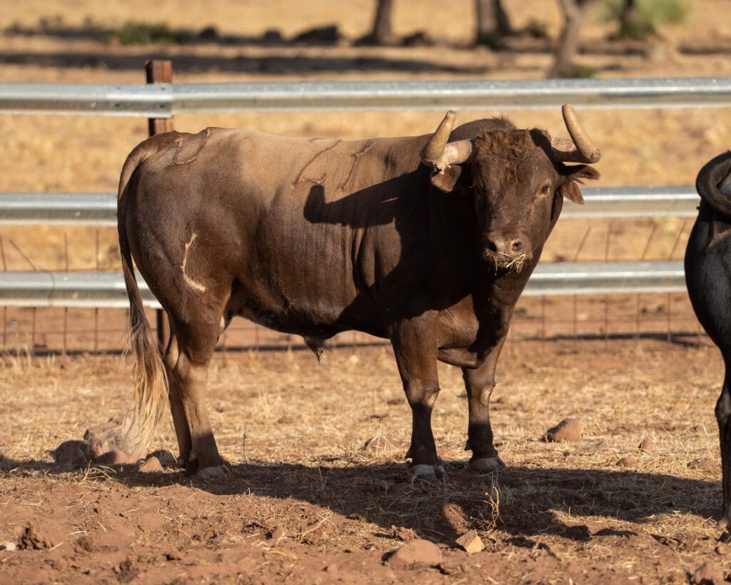 Toros de Araúz de Robles para Utiel 2026