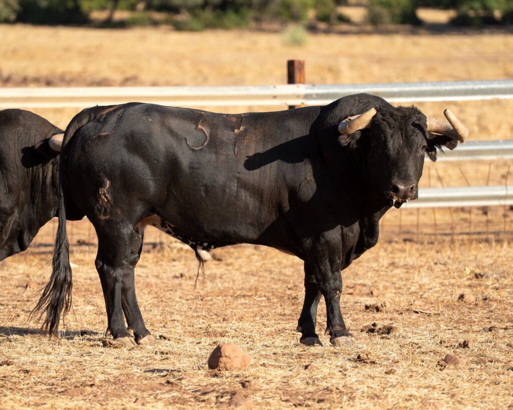 Toros de Araúz de Robles para Utiel 2026