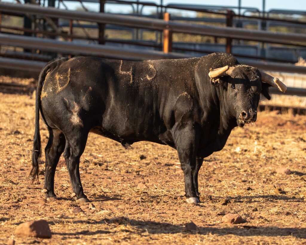 Toros de Araúz de Robles para Utiel 2026