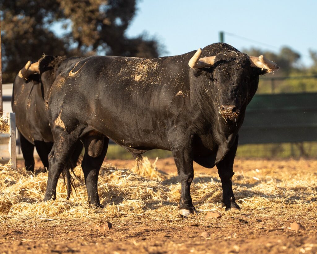 Toros de Araúz de Robles para Utiel 2026
