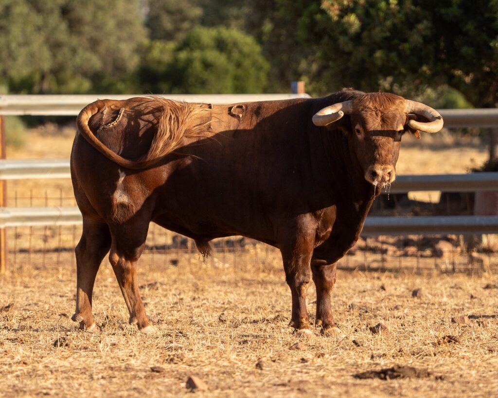 Toros de Araúz de Robles para Utiel 2026