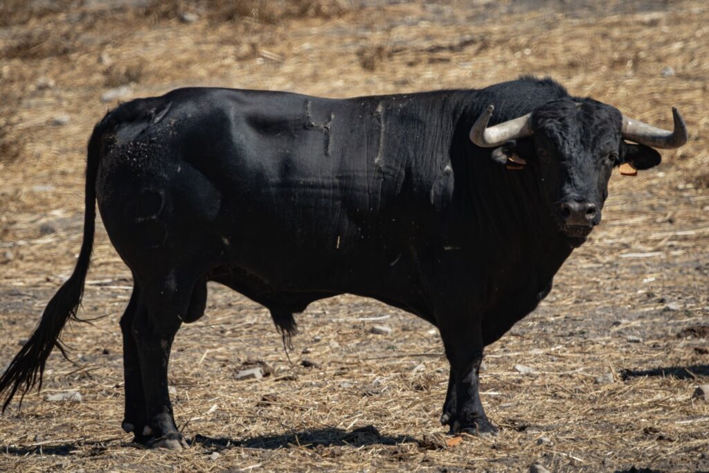 Toros de Fermín Bohórquez para Andújar 2026