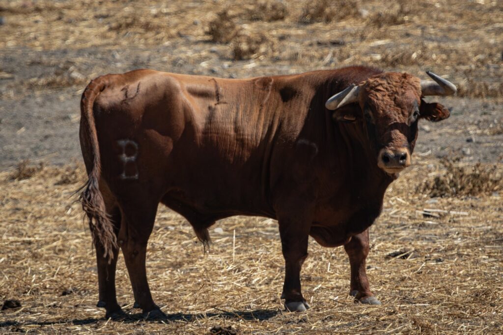Toros de Fermín Bohórquez para Andújar 2026