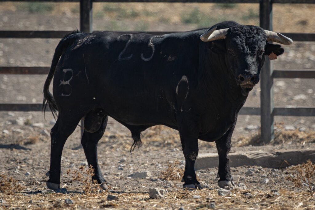 Toros de Fermín Bohórquez para Andújar 2026
