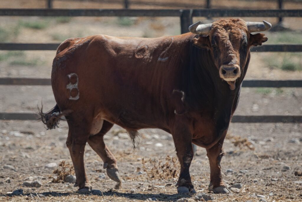 Toros de Fermín Bohórquez para Andújar 2026