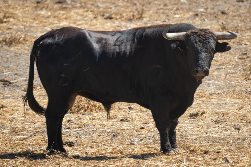 Toros de Fermín Bohórquez para Andújar 2026