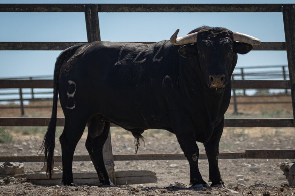 Toros de Fermín Bohórquez para Andújar 2026